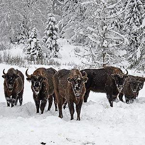  Bison in Malmanstal tract, Maidan village