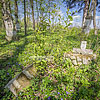  Old cemetery with tombstones (19th cen.) around the church
