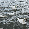  Swans in the Vistula river
