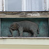  Animal sculptures on the building # 38, Grodzka street
