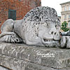  The sculptures of lions near the Town Hall
