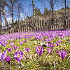  Crocuses in Kolochava
