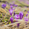  Crocuses in Kolochava
