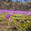  Crocuses in Kolochava
