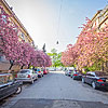  Цвітіння сакури в Ужгороді 
